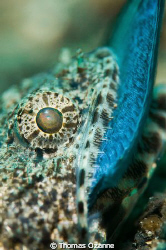 Taken in Lembeh this was the second time in 4 days I had ... by Thomas Ozanne 